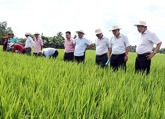 Phát triển sản xuất lúa gạo ở Việt Nam trong điều kiện biến đổi khí hậu